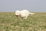 LAGOTTO 057